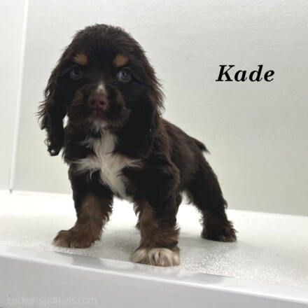 puppy, for, sale, Cocker Spaniel, Joe & Cherri  Overlease, dog, breeder, Miller, MO, dog-breeder, puppy-for-sale, forsale, nearby, find, puppyfind, locator, puppylocator, aca